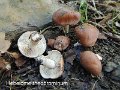 Hebeloma theobrominum-amf881-1